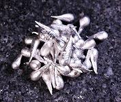 インジウムグラニュール　（Indium granules）